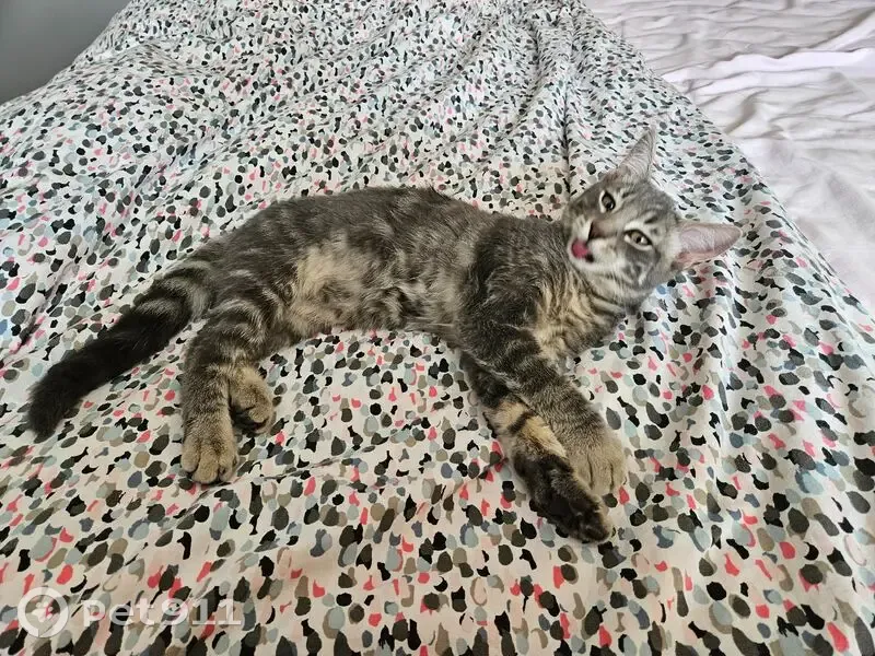 Chaton trouvé, sociable, rue des Peupliers - photo