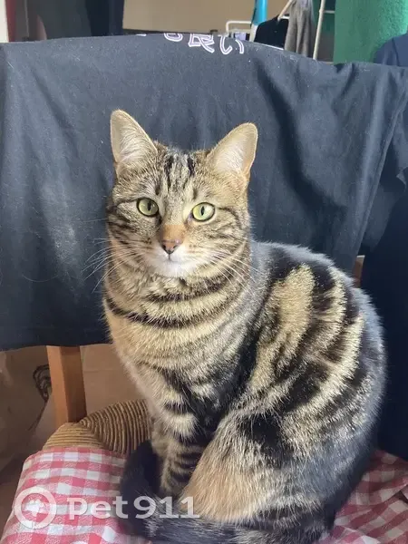 Perdu : chat Tigre yeux verts à Livry-Gargan - photo