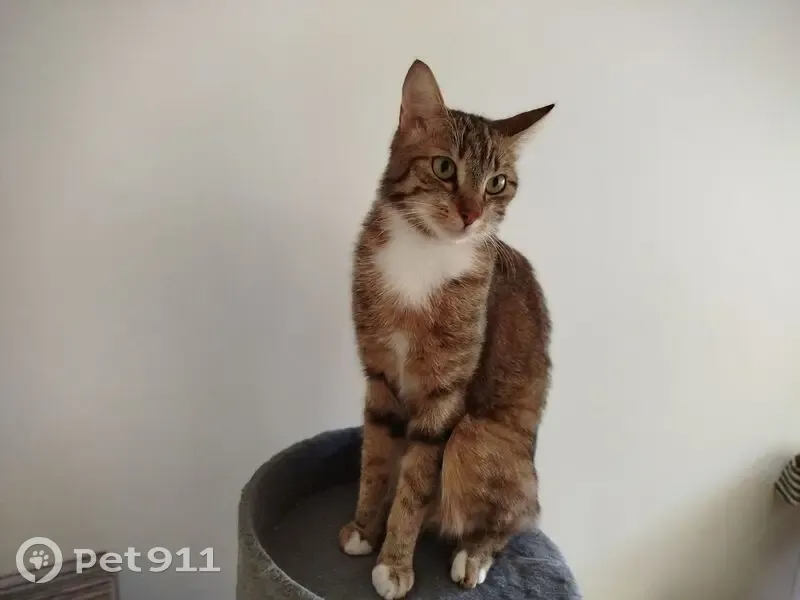Chatte perdue : Hana, tigrée marron et blanche - photo