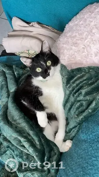Chat mâle noir et blanc perdu à Grenoble - photo