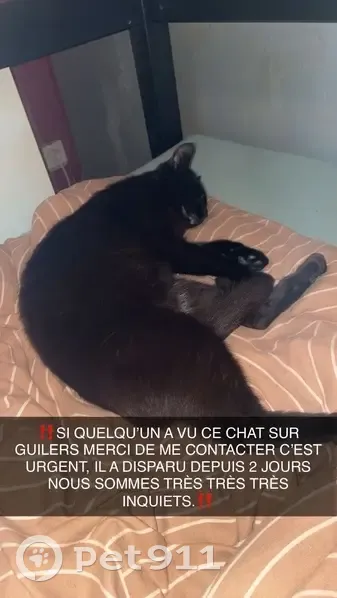 Chat noir perdu à Guilers : Shaka - photo
