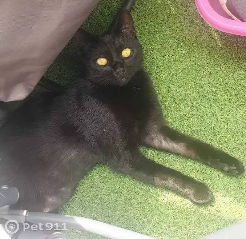 Chat noir perdu à Épinay-sur-Seine - photo