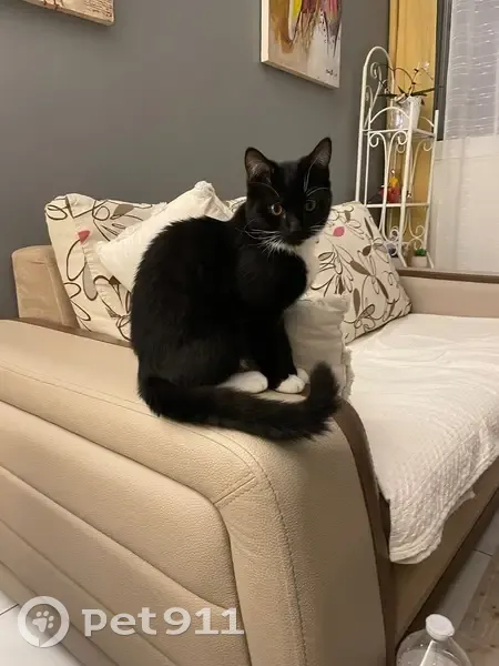 Chat perdu, Avenue Ardouin, Le Plessis-Trévise - photo
