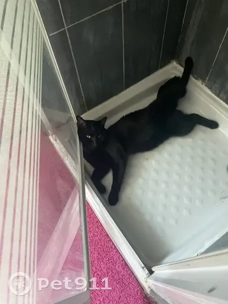 Chat noir mâle perdu à Tourcoing - photo