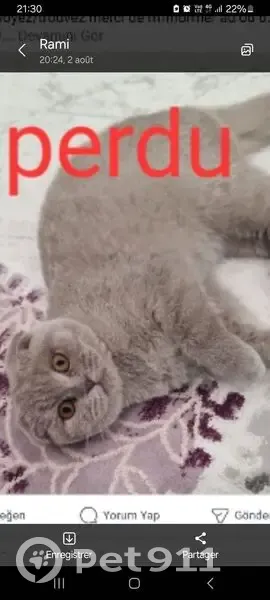 Chat gris perdu à Vizille, Auvergne-Rhône-Alpes - photo