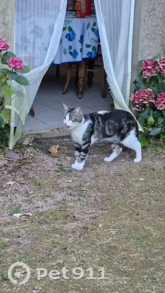 Chat perdu à Plurien : Charleston, 2 ans - photo