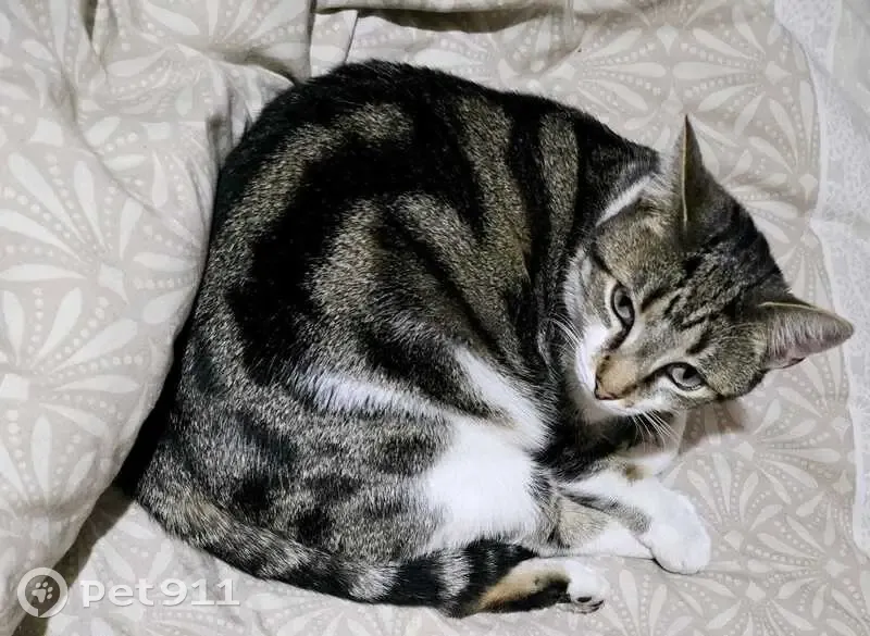 Chatte tigrée perdue à Roubaix - photo