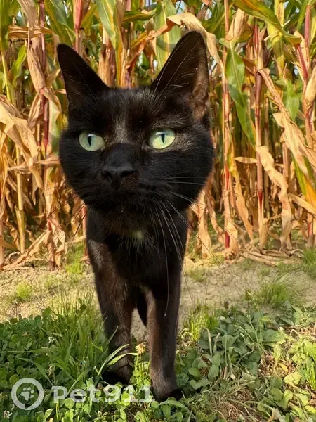 Chat trouvé avec traces au cou, Rosult - photo
