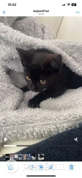 Chaton noir trouvé à l'étang du parc - photo