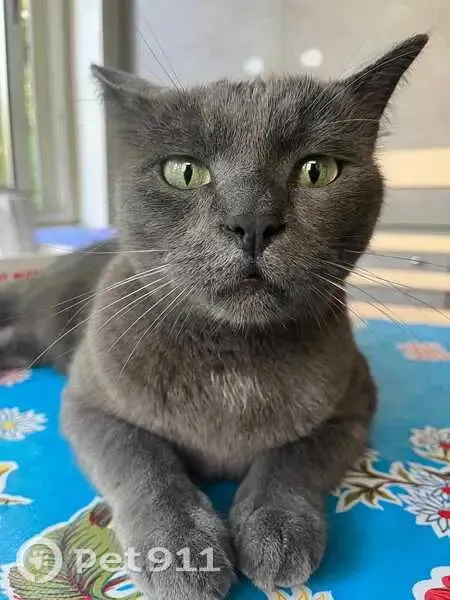 Chat gris mâle perdu à Deuil-la-Barre - photo