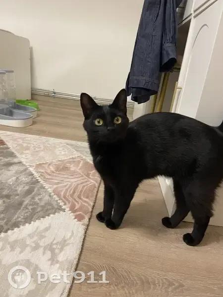Chatte perdue à Bischheim : NINA, craintive - photo
