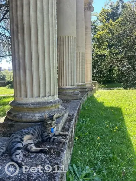 Chatte Lulux perdue à Jouy-en-Josas - photo
