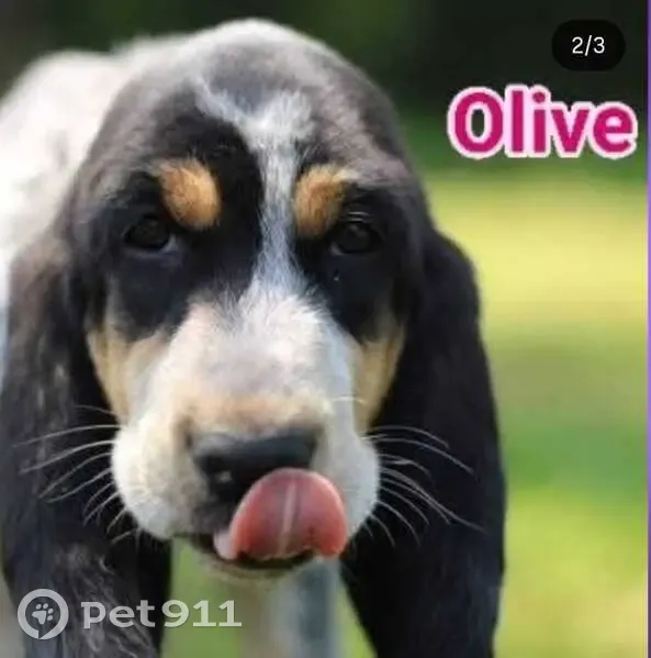 Chiot croisé perdu à Autrans-Méaudre - photo
