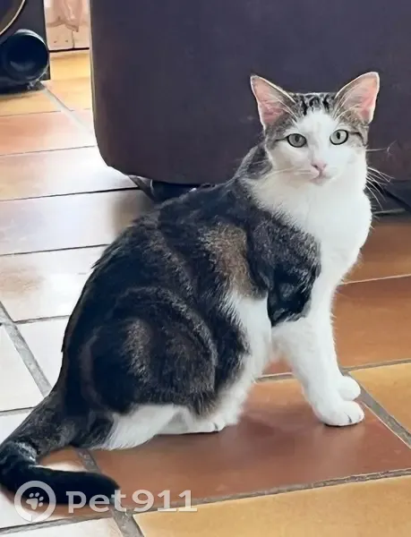 Chat perdue, Grasse, yeux verts, caramel - photo
