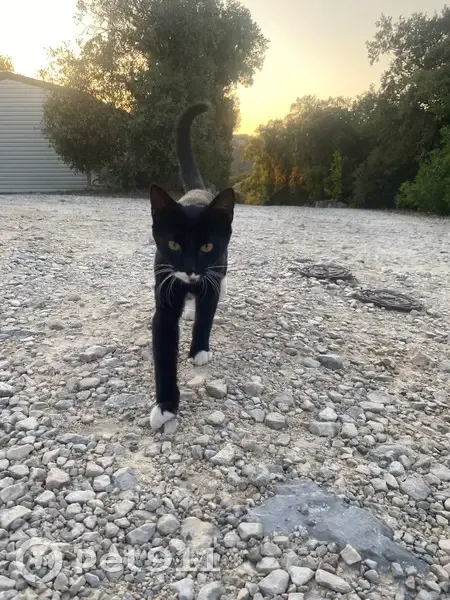 Chat perdu noir et blanc à Décines-Charpieu - photo