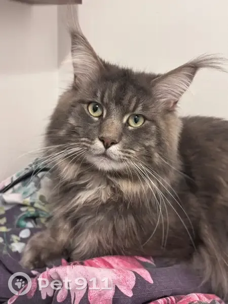 Chat Maine Coon gris perdu à Carquefou - photo