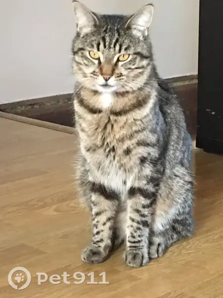 Grand chat tigré perdu à Beaugency - photo