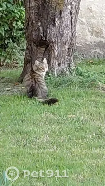 Chat perdu: Marron tigré, Rue Hégésippe Moreau - photo