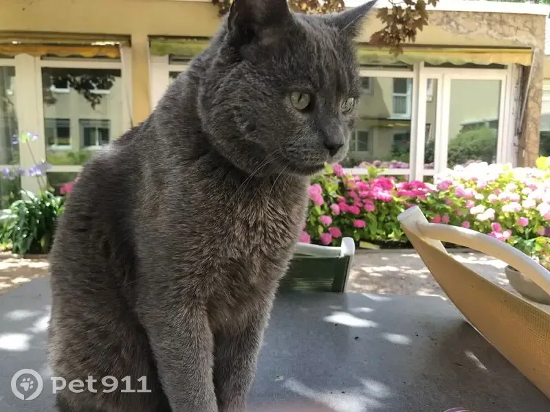 Chat Chartreux perdu, queue coupée, Montesson - photo