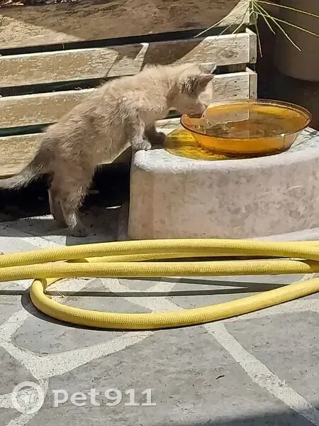 Chaton Siamois trouvé à Poitiers - photo