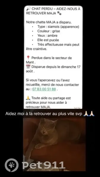 Chatte grise perdue, yeux ambre, Mant - photo