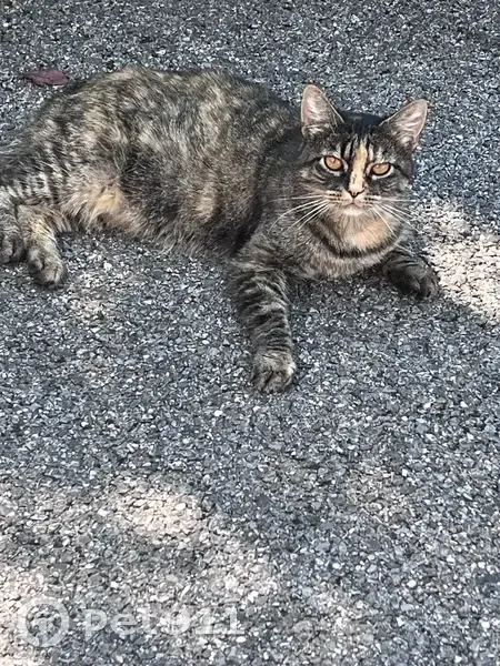 Chatte tigrée trouvée à Amancy - photo
