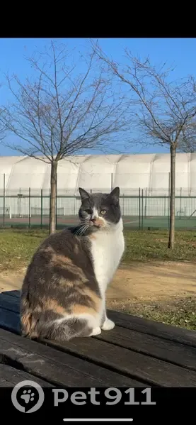 Chatte tricolore perdue à Exincourt - photo