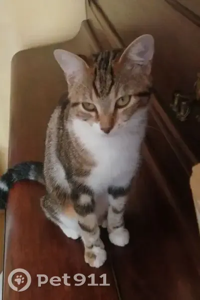 Chat perdue, sociable, Place Maurice Ravel - photo