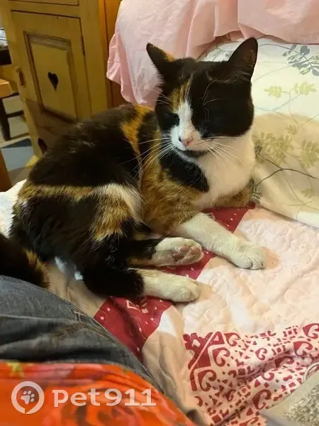 Chatte écailles câline trouvée à Saint-Véran - photo
