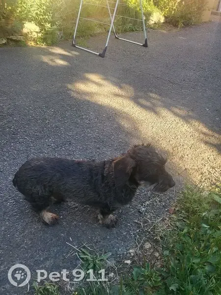 Chien chocolat craintif perdu à Châtillon - photo