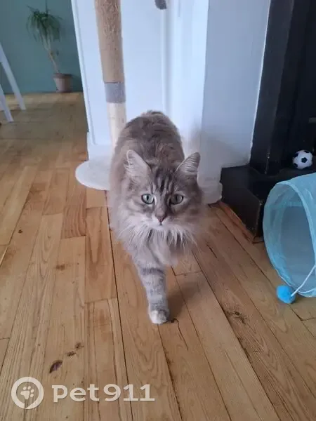 Chatte perdue MUXU, Hendaye, 22 août 2025 - photo