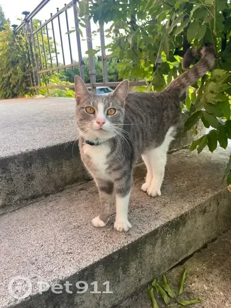 Chatte grise et blanche trouvée à Meaux - photo