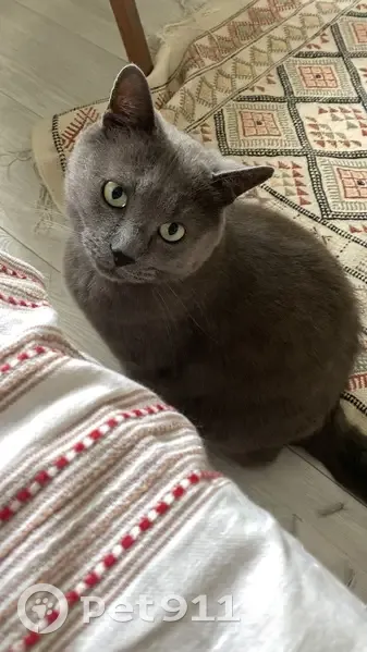 Chat gris perdu, rue Jules Voisin, Le Plessis - photo