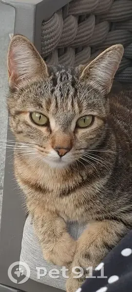 Perle, chatte tigrée perdue à Challans - photo
