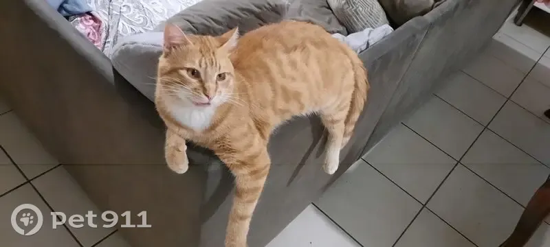 Cosmo, chat roux perdu, câlin et pucé - photo
