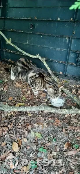 Chat trouvé sous un arbre à Nointel - photo