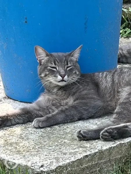 Chat perdu: Européen gris, 16 mois, Mesnil-Roc'h - photo