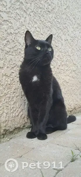 Chat noir perdu, Évry-Grégy-sur-Yerre - photo