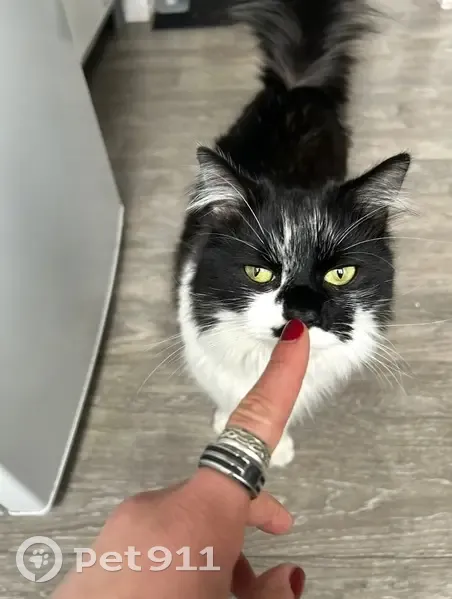 Chat noir et blanc perdu à Le Blanc-Mesnil - photo