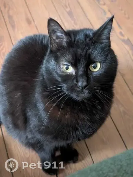 Chatte noire perdue à Cintré, Bretagne - photo