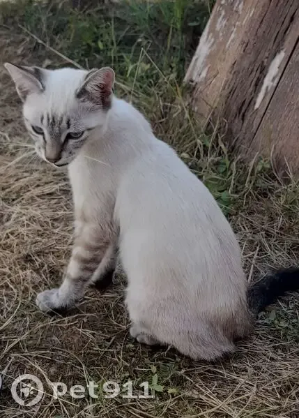 Chaton crème tigré trouvé, maigre, Anan - photo