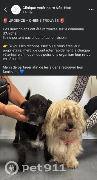 Chiens trouvés près de Somain, en sécurité - photo