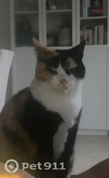 Chatte disparue à Crozet : noir, beige, blanc - photo