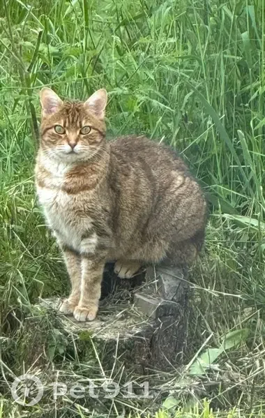 Chat perdu roux et blanc à Néronde - photo