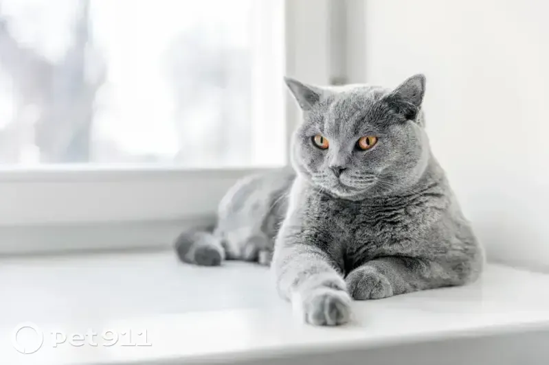 Chatte grise perdue à Vaujours - photo