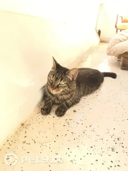 Chatte tigrée sociable trouvée à Toulouse - photo
