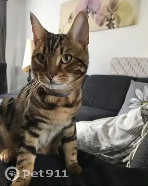 Chat perdu à Franconville : Tigre sociable - photo