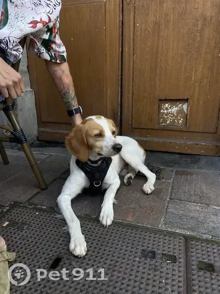 Chien mâle non castré trouvé à Aurillac - photo