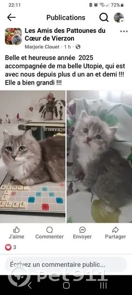 Chatte perdue, poils longs gris/blanc, Mehun - photo