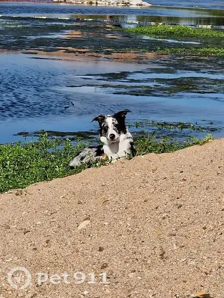 Chien perdu : Aribo, border collie craintif - photo